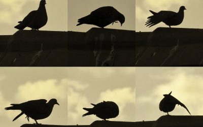 Preening as a Metaphor for Continuous Improvement and Wholing