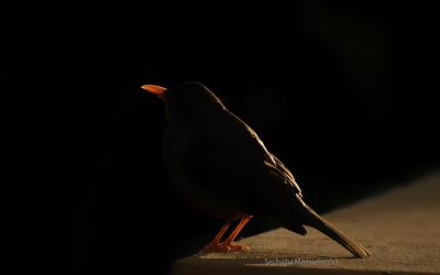 Shine Your Unique Light: The Power of Authentic Personal Branding