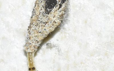 The Robes We Wear: A Leadership Reflection